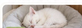 子どもと白い子猫