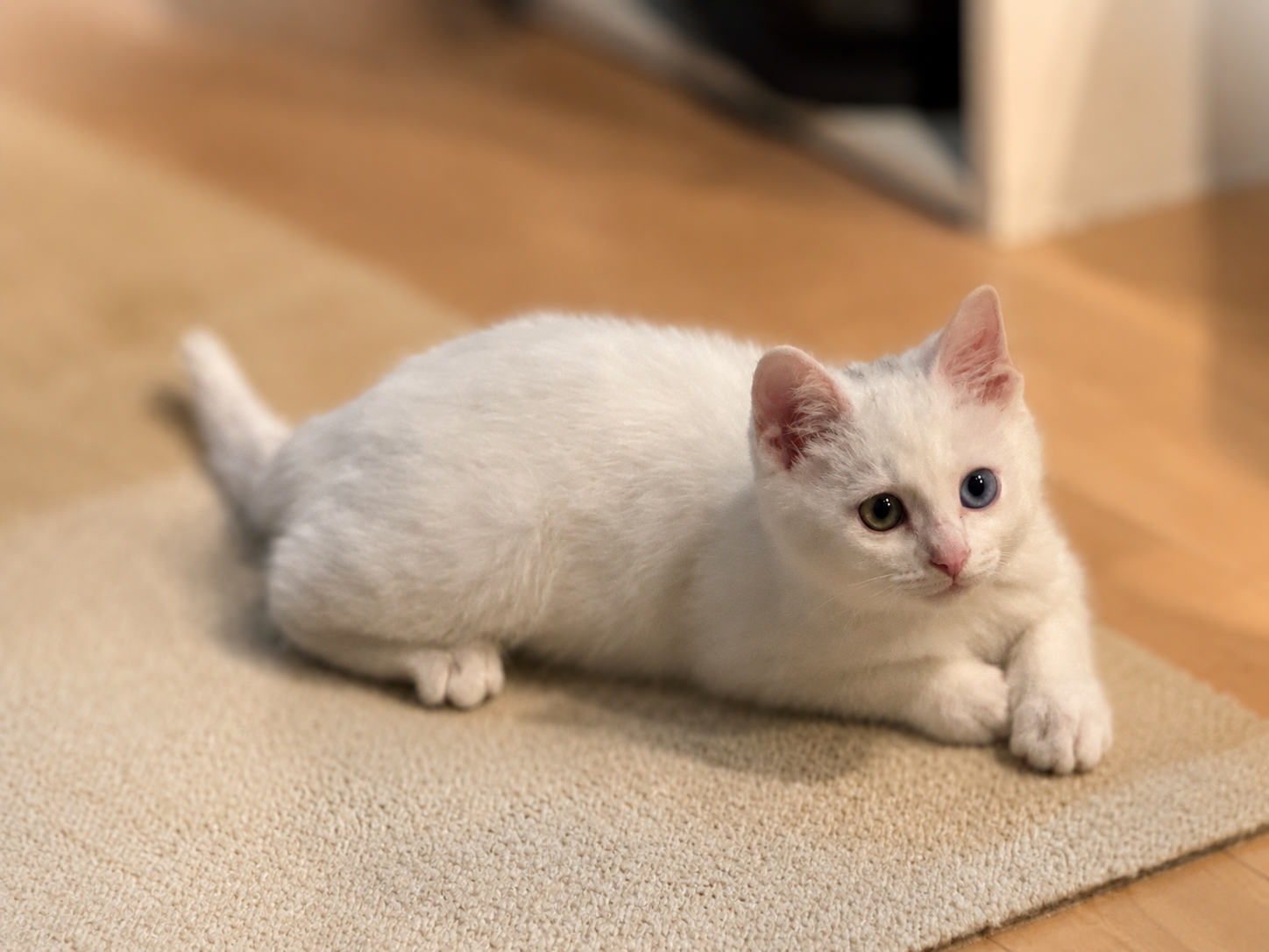 オッドアイの白い子猫すずちゃん