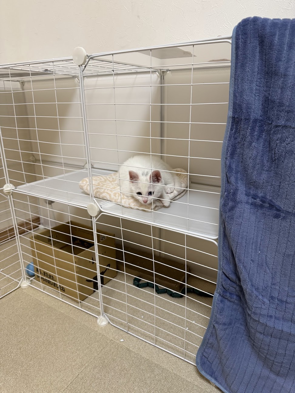 ケージの中からこちらを見るすずちゃん