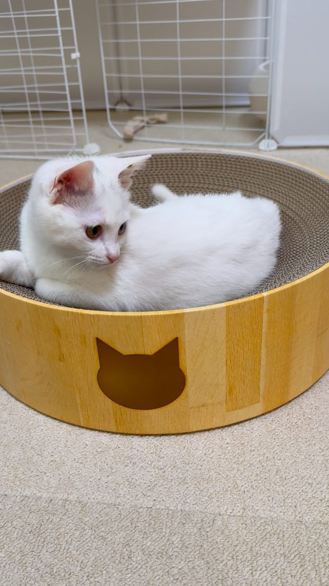 丸い爪とぎボウルの中でまるくなってくつろぐ白い子猫すずちゃん