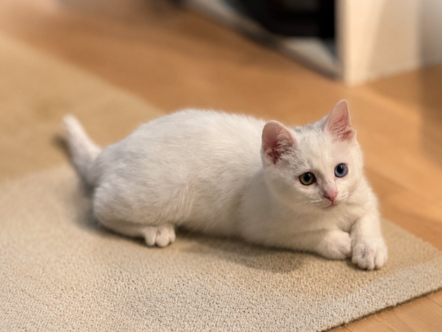 オッドアイの白い子猫すずちゃん